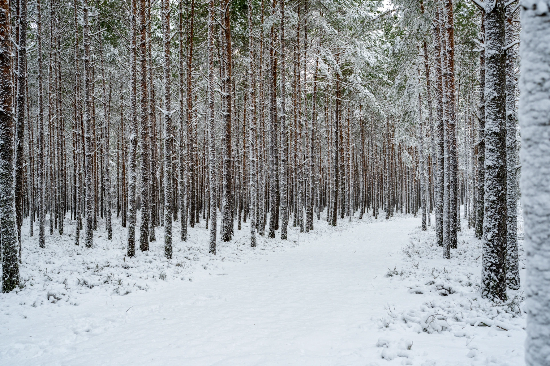 Sosnowy las pod Lubiatowem zimą, pokryty śniegiem